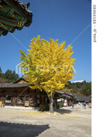 韓国 自然 風景 98599680