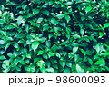 Abstract green leave plant tree wall texture background. 98600093