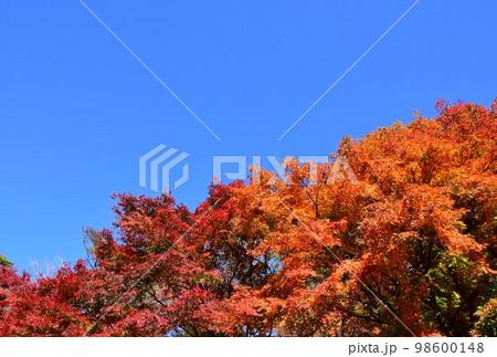 秋イメージ 紅葉する公園 秋イメージ 紅葉する公園 98600148