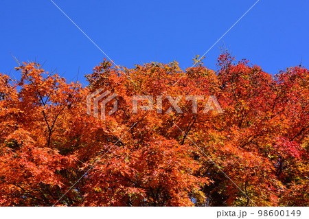 秋イメージ　紅葉する公園 98600149