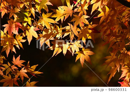 秋イメージ 紅葉する公園 秋イメージ 紅葉する公園 98600331