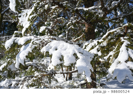庭木に積もった雪の風景 庭木に積もった雪の風景 98600524