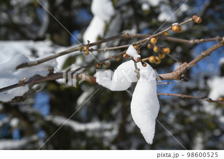 庭木に積もった雪の風景 98600525