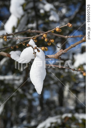 庭木に積もった雪の風景 98600526