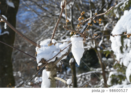 庭木に積もった雪の風景 庭木に積もった雪の風景 98600527
