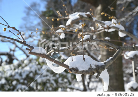 庭木に積もった雪の風景 98600528