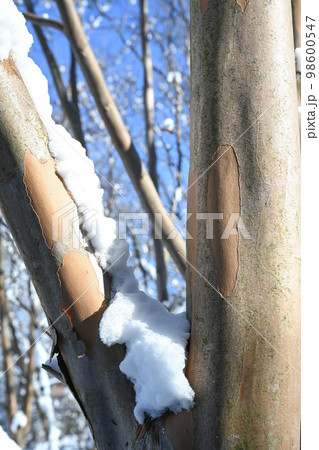 庭木に積もった雪の風景 庭木に積もった雪の風景 98600547