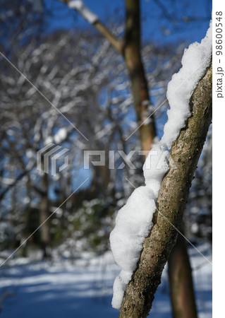 庭木に積もった雪の風景 98600548