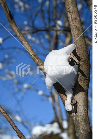 庭木に積もった雪の風景 98600549
