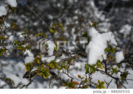 庭木に積もった雪の風景 庭木に積もった雪の風景 98600550