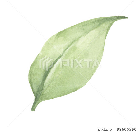 Watercolor painting of Green leaves Watercolor painting of Green leaves 98600590