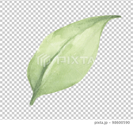 Watercolor painting of Green leaves Watercolor painting of Green leaves 98600590