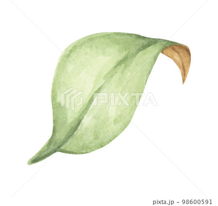 Watercolor painting of Green leaves 98600591