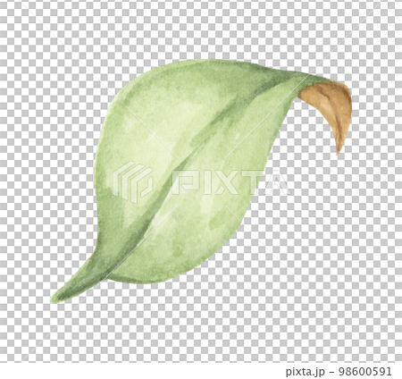 Watercolor painting of Green leaves 98600591