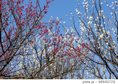 青空と梅の花 98600728
