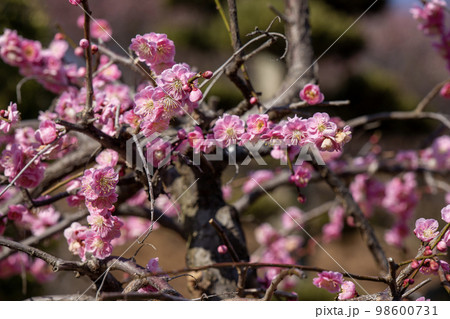 お花見の季節 お花見の季節 98600731