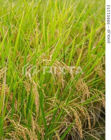 農業_実る稲のイメージ 農業_実る稲のイメージ 98601153