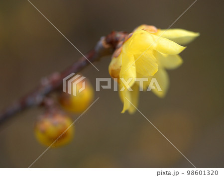 1月のソシンロウバイの花とつぼみ 98601320