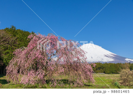 静岡_快晴の富士山としだれ桜 98601465