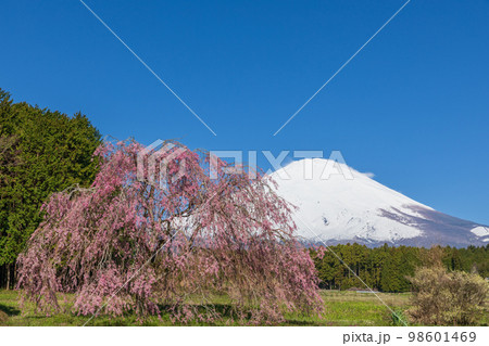 静岡_快晴の富士山としだれ桜 98601469