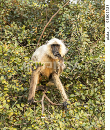 Northern Plains Gray Langur or Semnopithecus entellus portrait on tree feeding or eating Jujube or ber fruit tree with face expression at Panna national park Tiger Reserve Madhya Pradesh India asia Northern Plains Gray Langur or Semnopithecus entellus portrait on tree feeding or eating Jujube or ber fruit tree with face expression at Panna national park Tiger Reserve Madhya Pradesh India asia 98601583