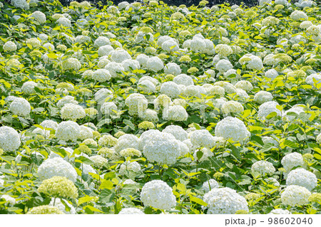 埼玉県幸手市　権現堂公園の紫陽花 98602040
