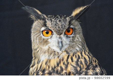 ユーラシアワシミミズクの目 ユーラシアワシミミズクの目 98602599