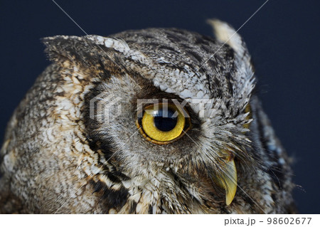 スピックスコノハズクの目 スピックスコノハズクの目 98602677