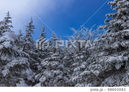 雪の浅間山スノーハイク 雪の浅間山スノーハイク 98603083