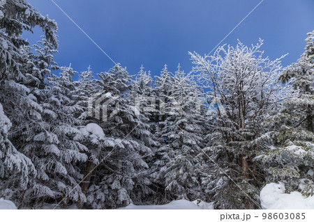 雪の浅間山スノーハイク 雪の浅間山スノーハイク 98603085