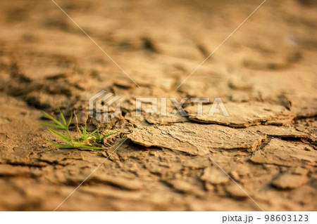 Cracked soil in the summer. Cracked soil in the summer. 98603123