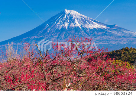 (静岡県)岩本山公園の梅と富士山 (静岡県)岩本山公園の梅と富士山 98603324