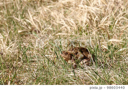 Pair of the brown frog in a grass - reproduction 98603440