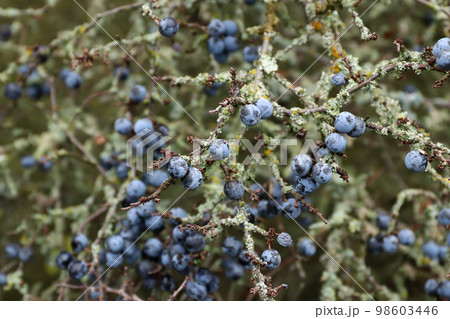 Blue berries of the blackthorn bush 98603446