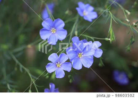 繊細な空色の花 宿根アマ 繊細な空色の花 宿根アマ 98603502