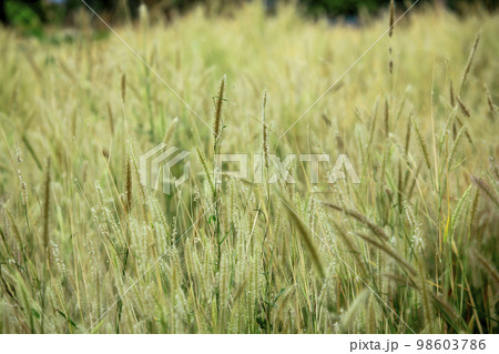 Grass pollen white in nature. 98603786