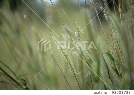 Grass pollen white in nature. 98603788