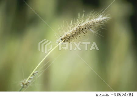 Grass pollen white in nature. 98603791