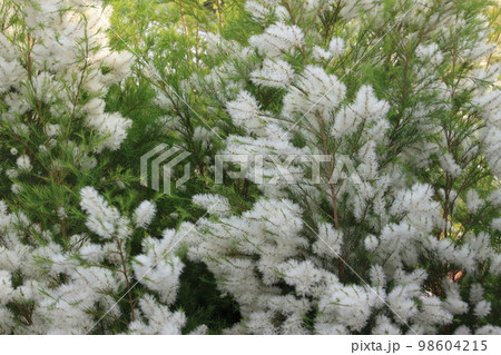 アロマの精油のティートリーの花 アロマの精油のティートリーの花 98604215