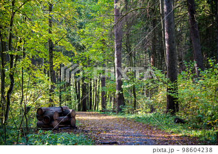 Walking path strewn with fallen leaves in the park and a bench made of logs Walking path strewn with fallen leaves in the park and a bench made of logs 98604238