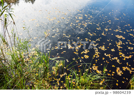 Dark water in a peat lake and green vegetation Dark water in a peat lake and green vegetation 98604239