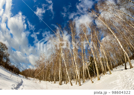 Winter nature with a view of a birch grove and a beautiful sky at fisheye 98604322