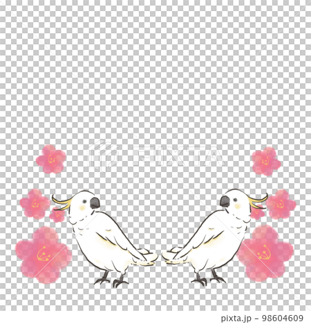 Sulphur-crested cockatoo and plum blossom ① 98604609