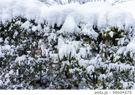 雪の積もった生垣 98604878