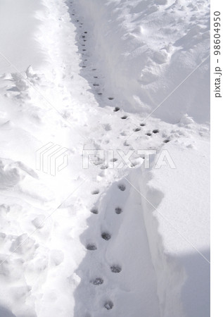 徒歩で往来可能なレベルまで雪を掻いた状態 徒歩で往来可能なレベルまで雪を掻いた状態 98604950