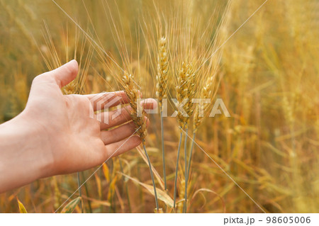 Hand touching riping wheat closeup. Personal perspective. Nice agriculture landscape. Rural scene under sunlight. Touching grass walking through the field. Nature, agriculture, harvest concept. 98605006