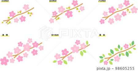 桜（さくら）　二分咲き〜満開〜葉桜 98605255