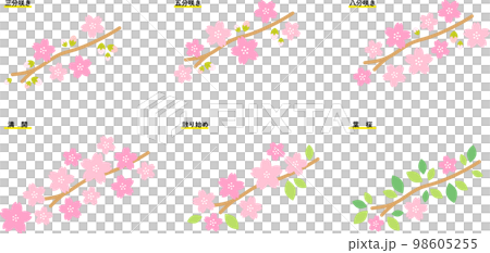 桜（さくら）　二分咲き〜満開〜葉桜 98605255