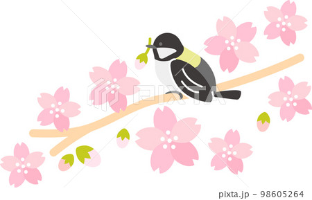 春　桜（さくら）　シジュウカラ　 98605264