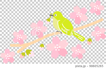 Spring Cherry Blossom (Sakura) White-eye Sakurafubuki Spring Cherry Blossom (Sakura) White-eye Sakurafubuki 98605265